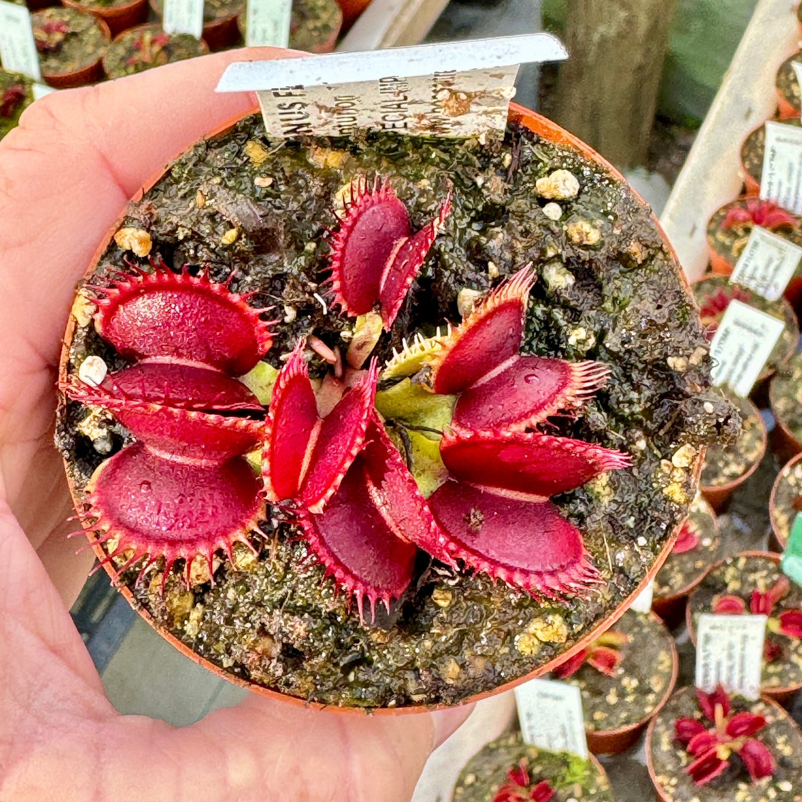 Venus Fly Trap, 'Centurion.' Special Import. -   - Carnivorous Plant