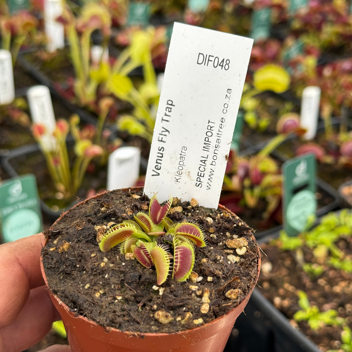 Venus Fly Trap, 'Kleopatra.' Special Import. by Venus Fly Trap