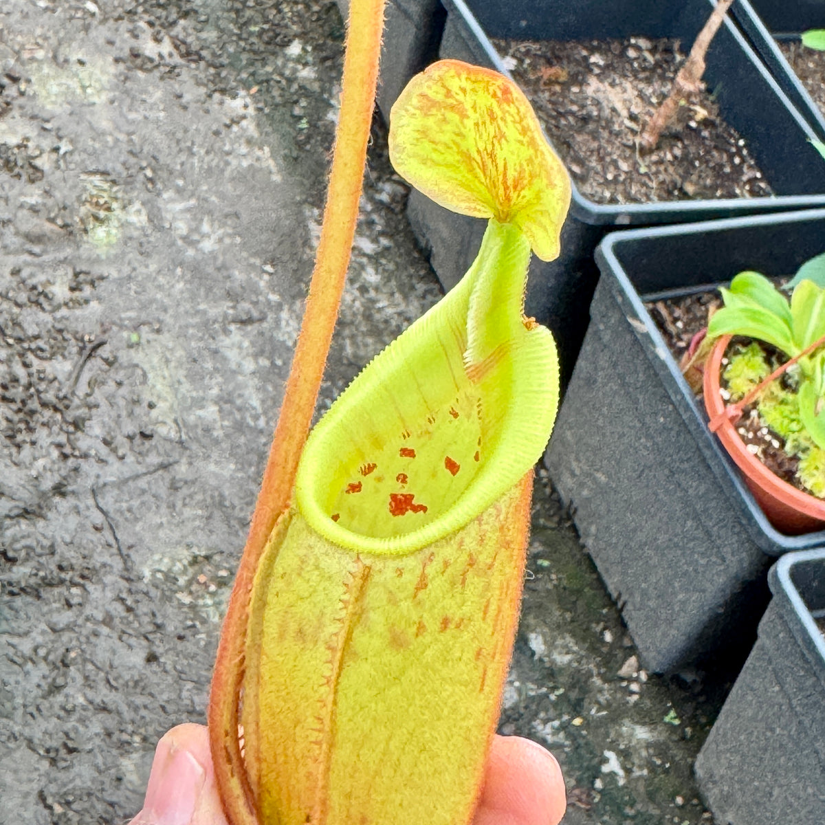 Tropical Pitcher, Nepenthes 'veitchii x lowii x mira,' BE-3910 by Nepenthes
