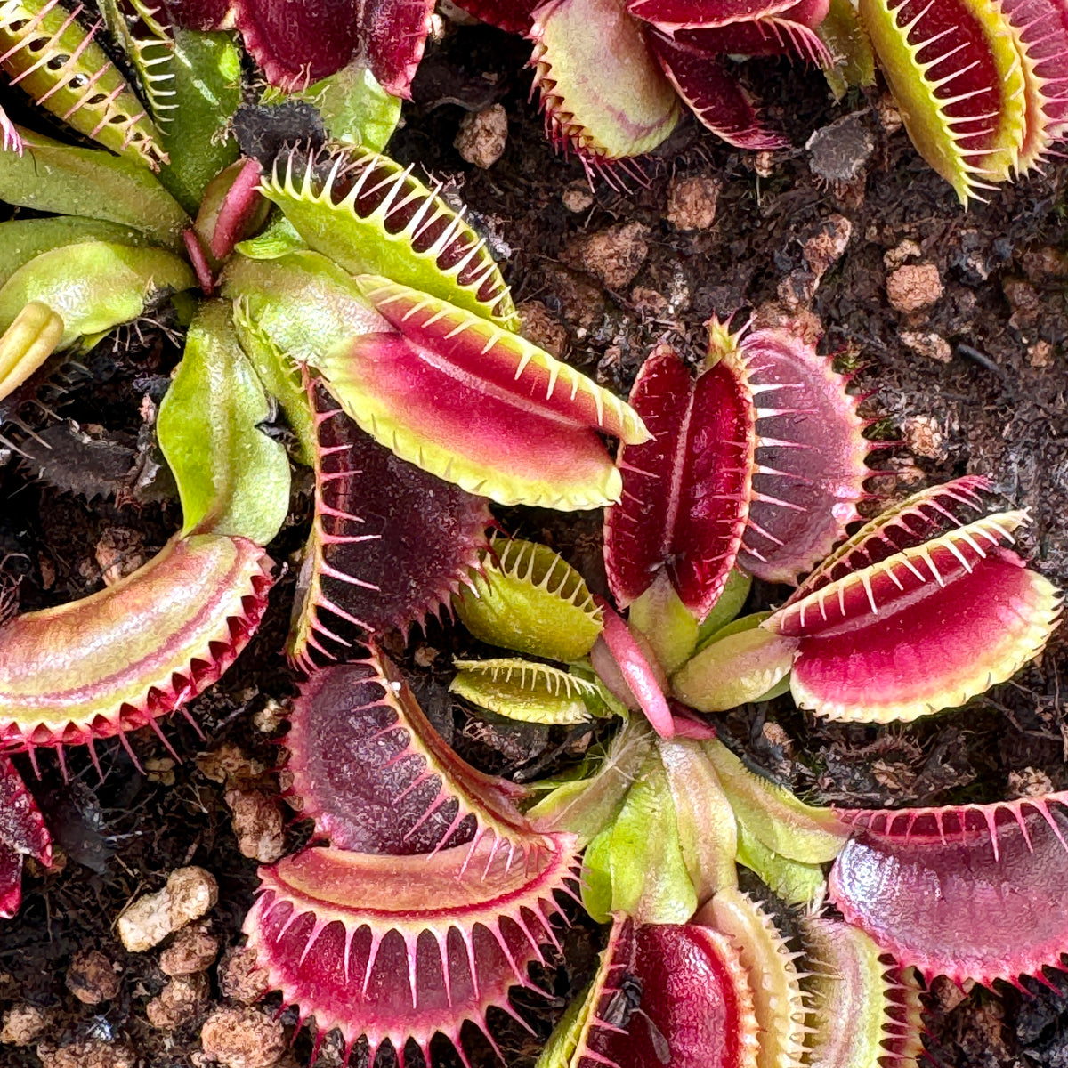 Venus Fly Trap, 'Sandokan.' Special Import. by Venus Fly Trap