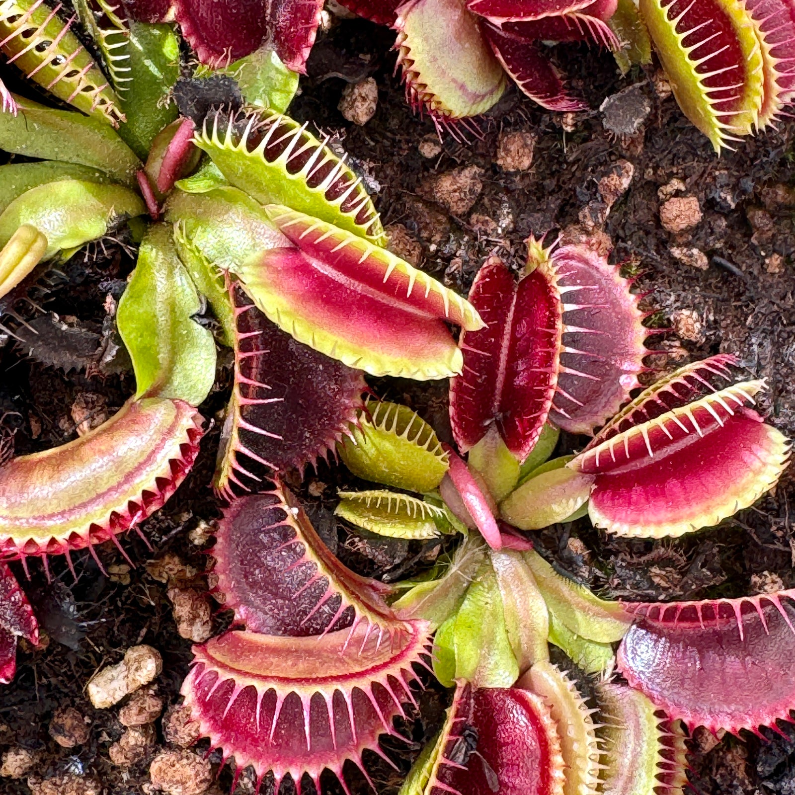 Venus Fly Trap, 'Sandokan.' Special Import. -   - Carnivorous Plant
