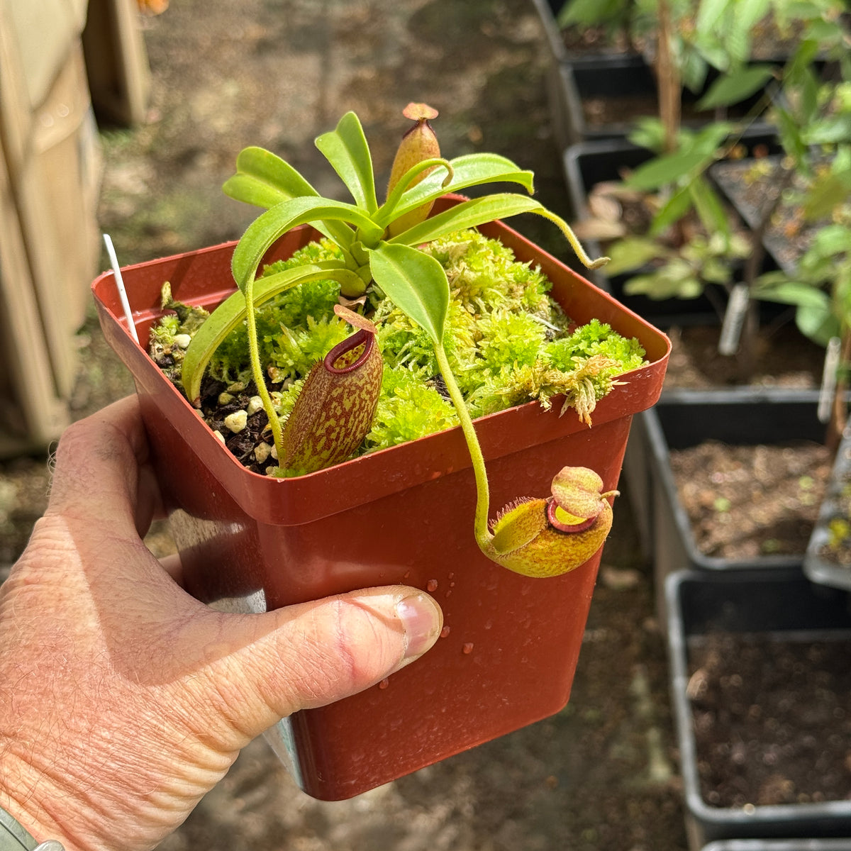 Tropical Pitcher, Nepenthes 'maxima x aristolochiodes,' BE-3578 by Nepenthes