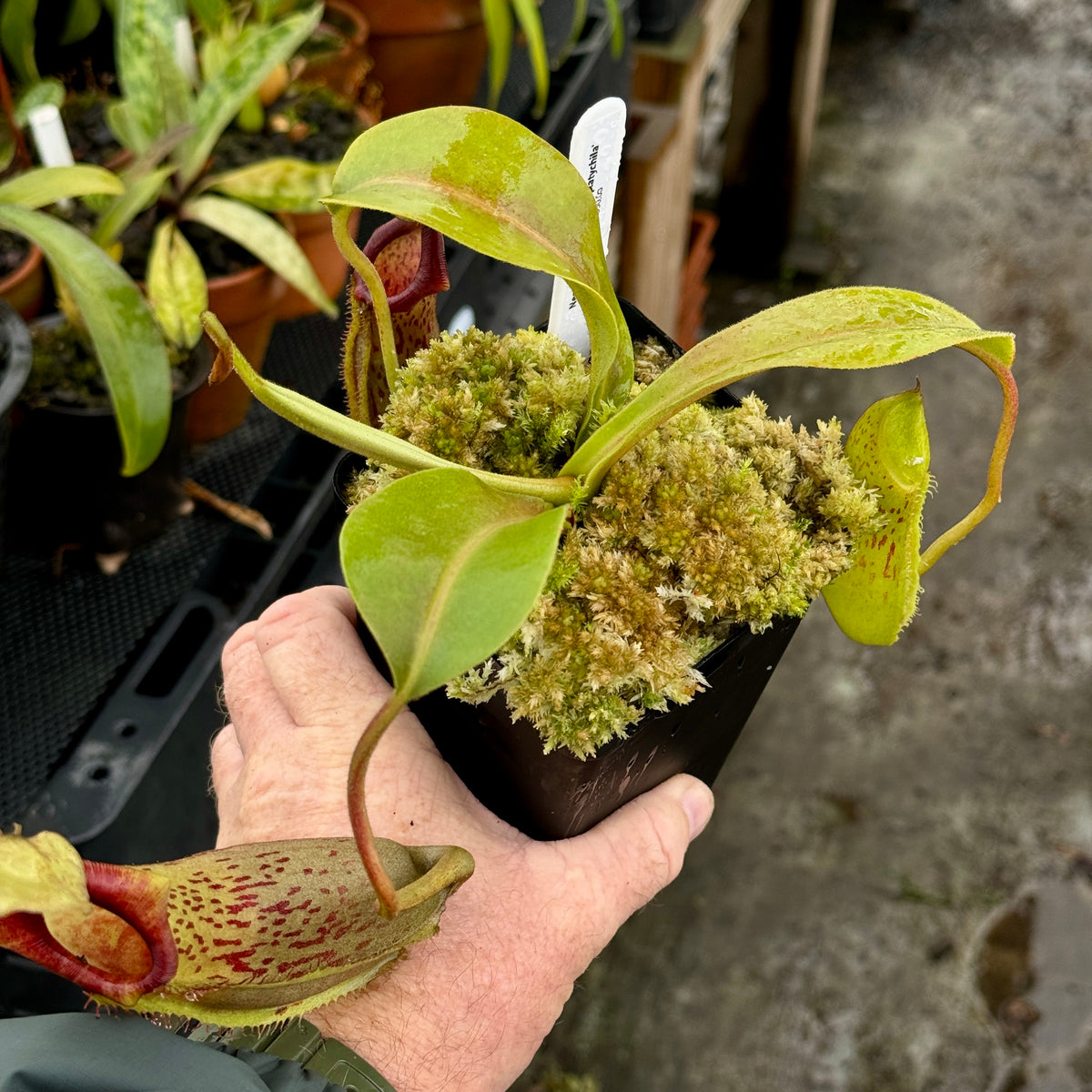 Tropical Pitcher, Nepenthes 'spathulata x platychilla,' BE-3945 by Nepenthes