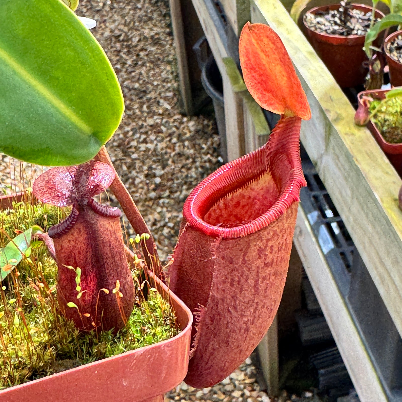 Tropical Pitcher, Nepenthes 'rajah x mira,' BE-3788 by Nepenthes