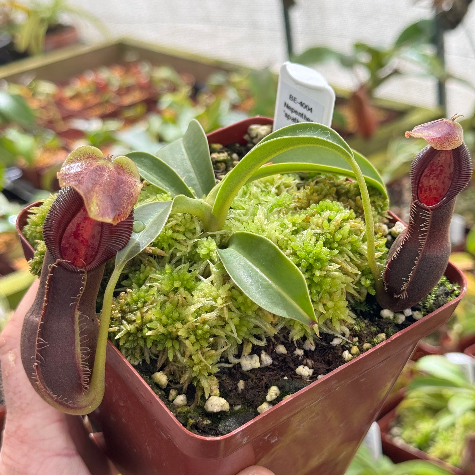 Tropical Pitcher, Nepenthes 'spathulata x singalana,' BE-4004 by Nepenthes