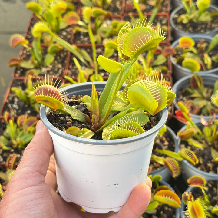 Fly Traps, Mixed Clones, 9cm pot by Venus Fly Trap