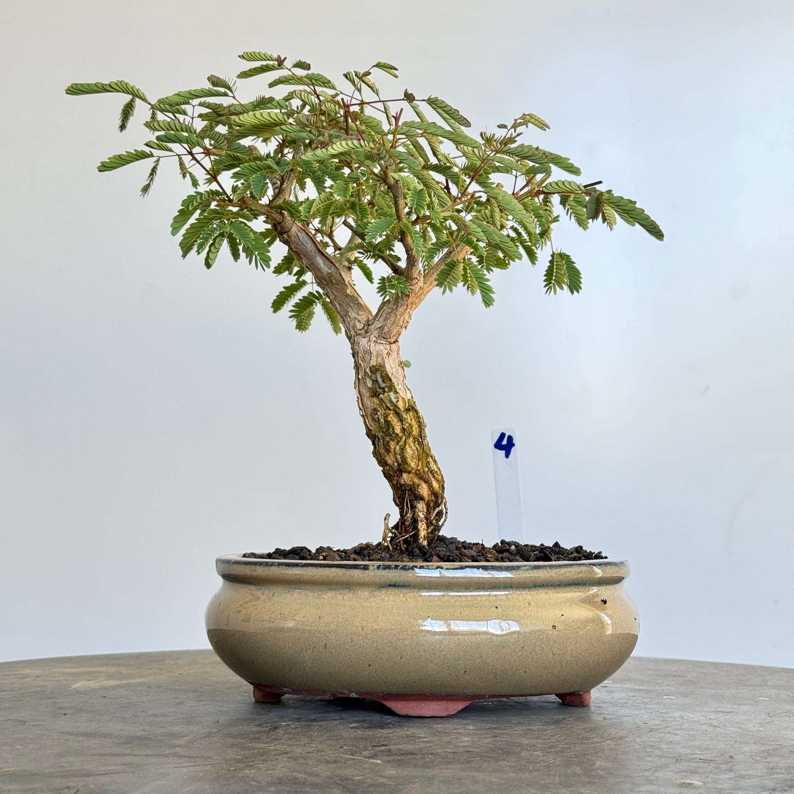 Acacia galpinii, Monkey Thorn