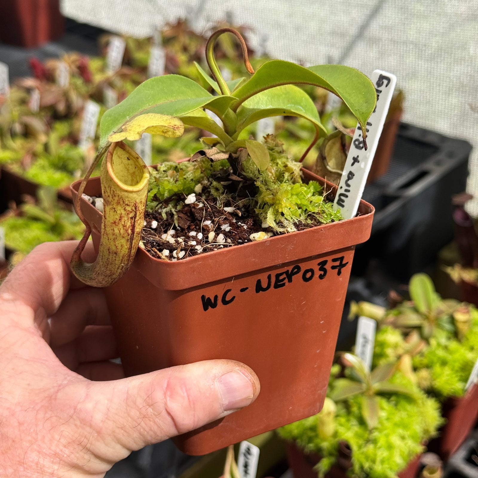 Tropical Pitcher, Nepenthes 'Spathulata x Mira x Bill Bailey' by Nepenthes