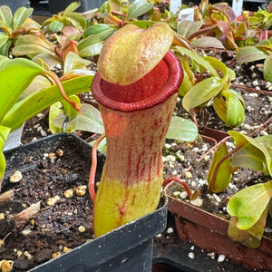 Tropical Pitcher, Nepenthes 'ventricosa x campanulata' -   - Carnivorous Plant