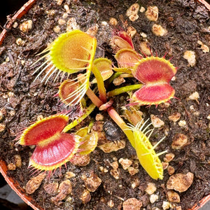 Venus Fly Trap, 'Rabbit Teeth' Special Import. -   - Carnivorous Plant