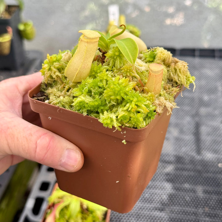 Tropical Pitcher, Nepenthes Mixed Hybrids by Nepenthes