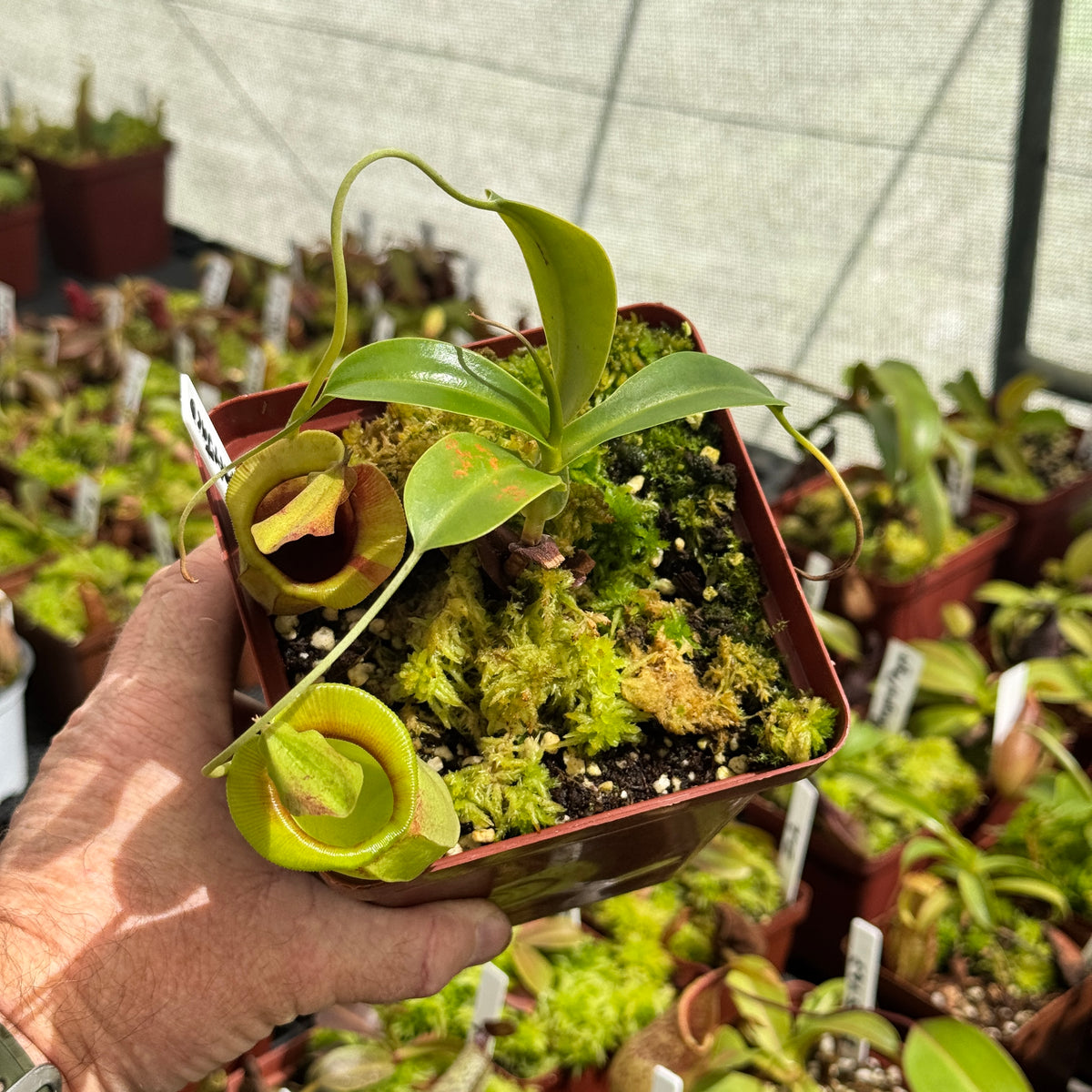 Tropical Pitcher, Nepenthes 'Spathulata x Jacquelineae' by Nepenthes