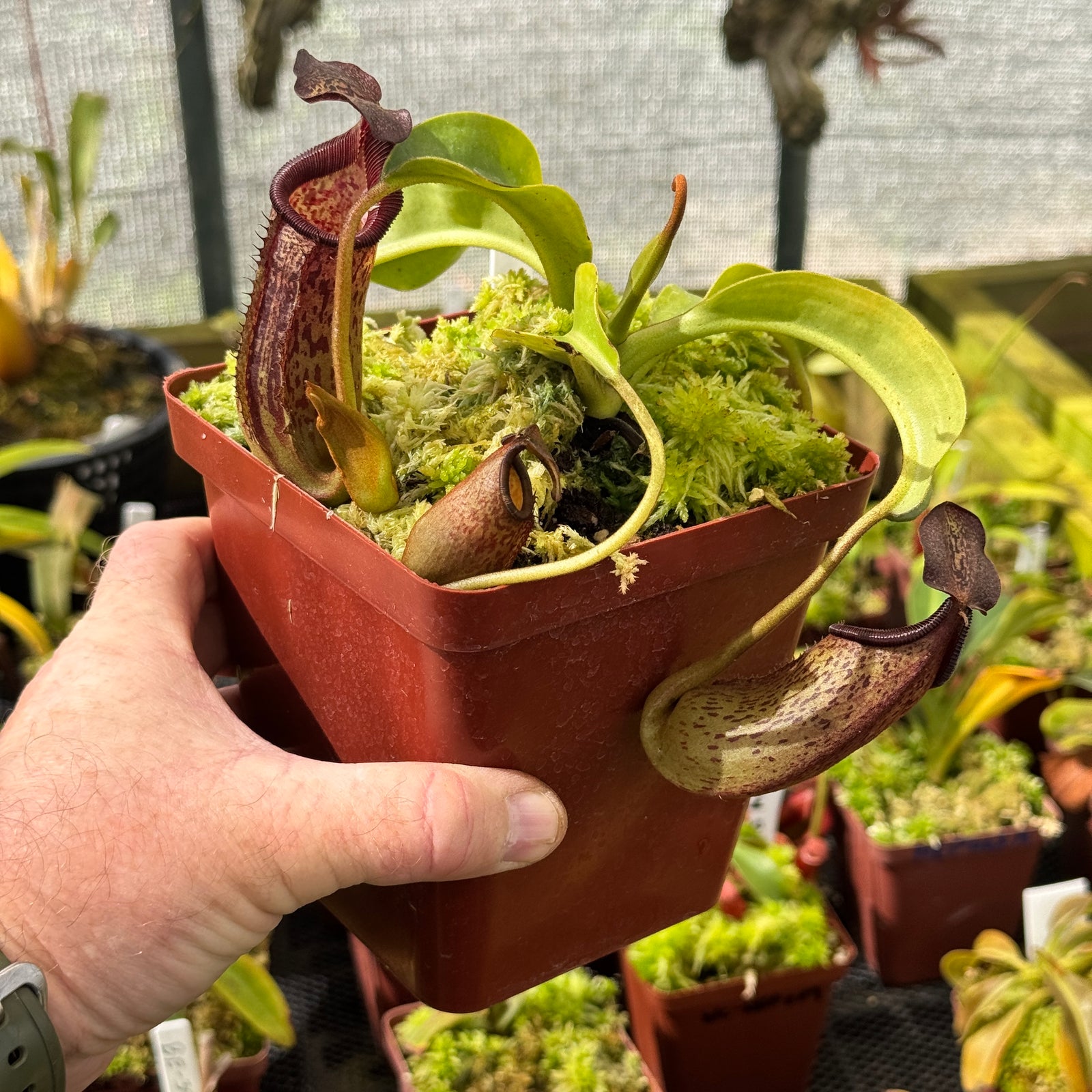Tropical Pitcher, Nepenthes 'Maxima Dark x Lowii' by Nepenthes