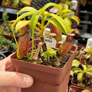 Tropical Pitcher, Nepenthes 'maxima x aristolochiodes' -   - Carnivorous Plant
