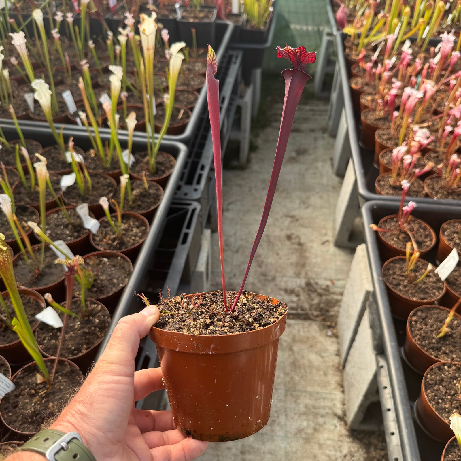 Trumpet Pitcher, Sarracenia 'Acqerello.' Special Import.