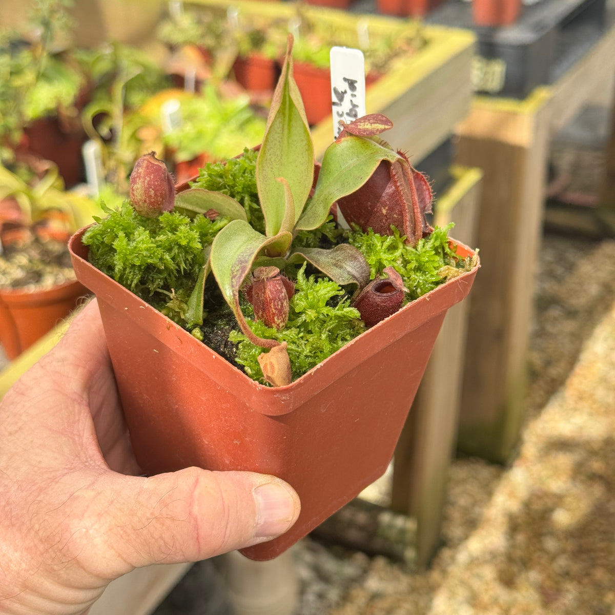 Tropical Pitcher, Nepenthes 'Black Miracle Hybrid' by Nepenthes