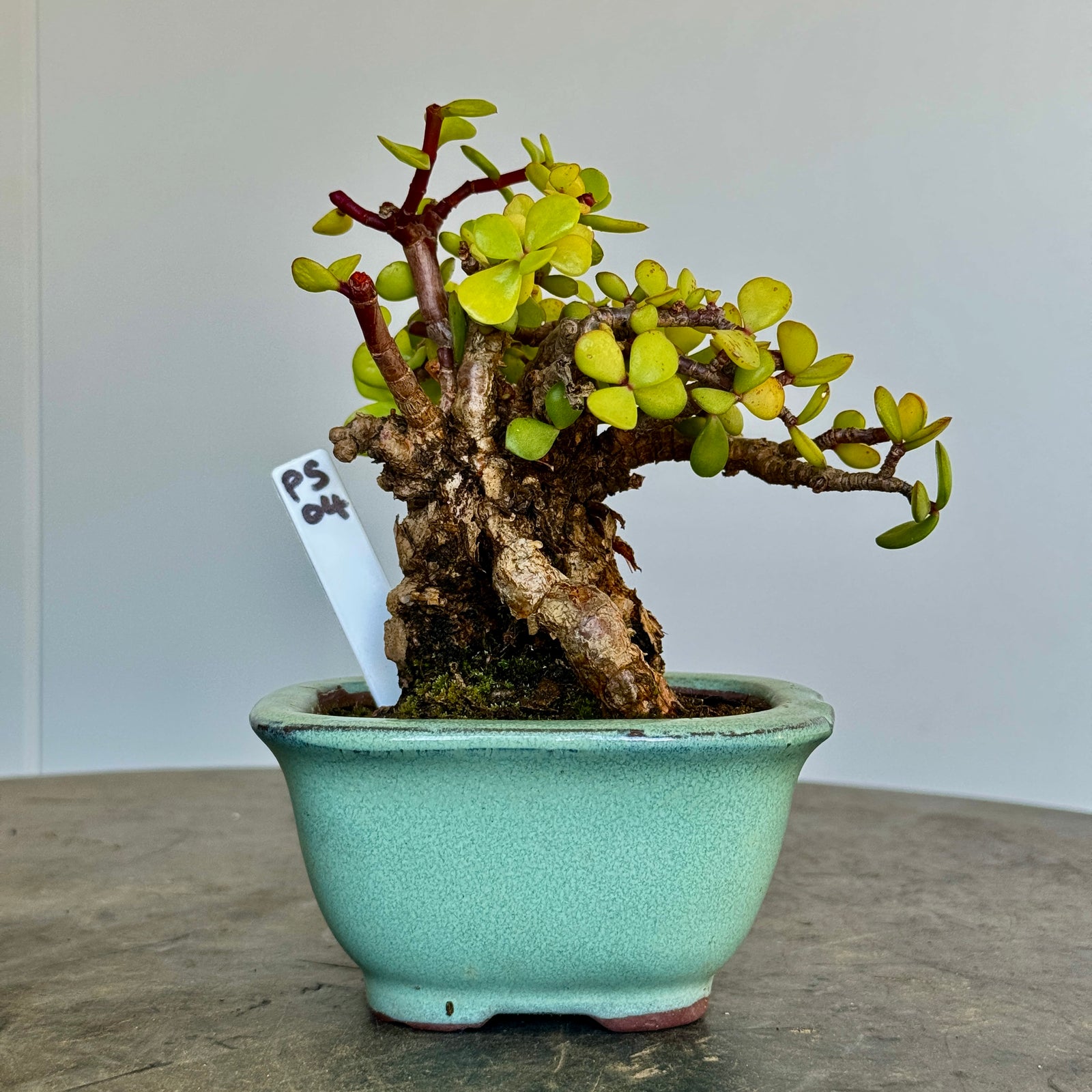 Portulacaria afra "Spekboom" - PS04, 125mm(L) x 120mm(D) x 160mm(H) - Trees