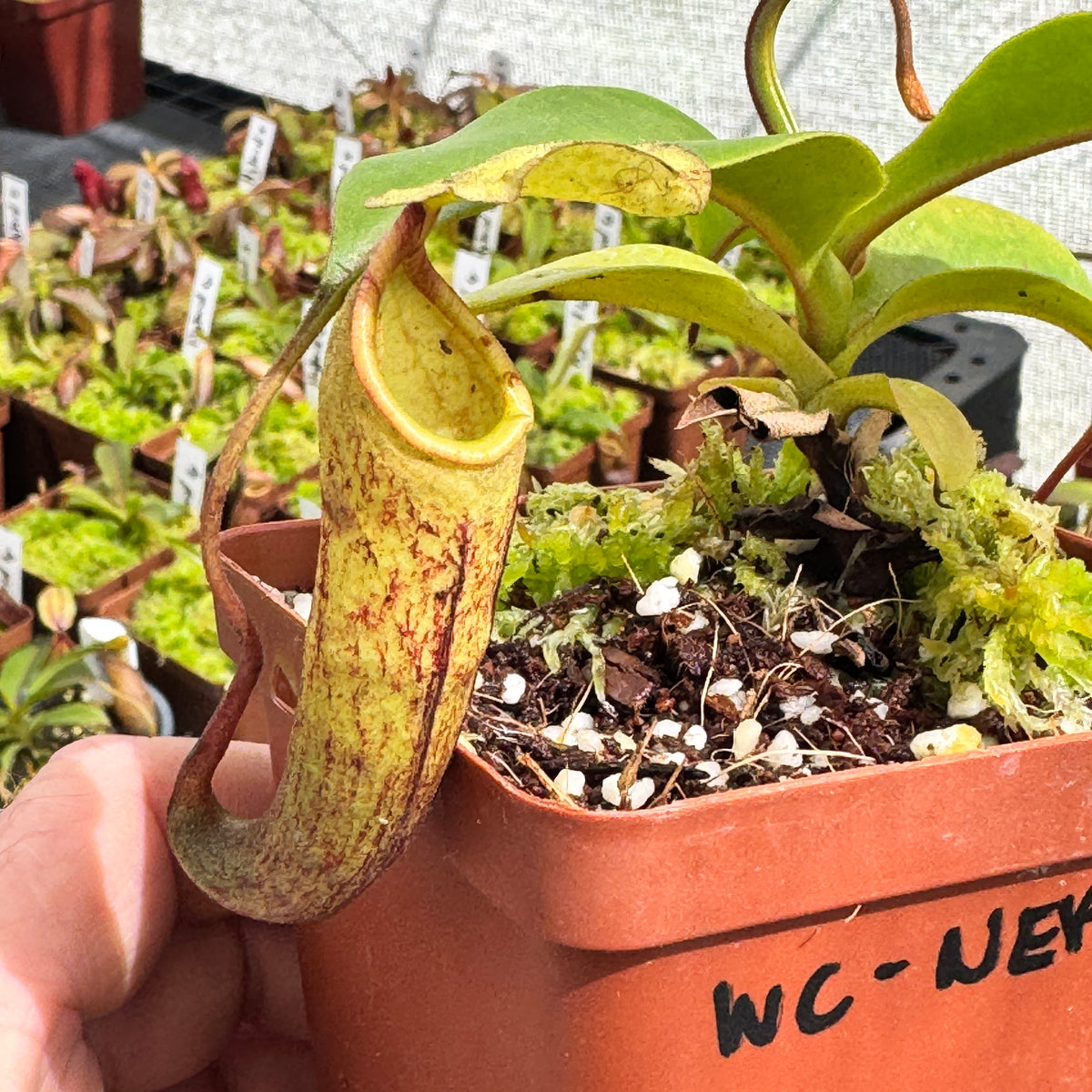 Tropical Pitcher, Nepenthes 'Spathulata x Mira x Bill Bailey' by Nepenthes