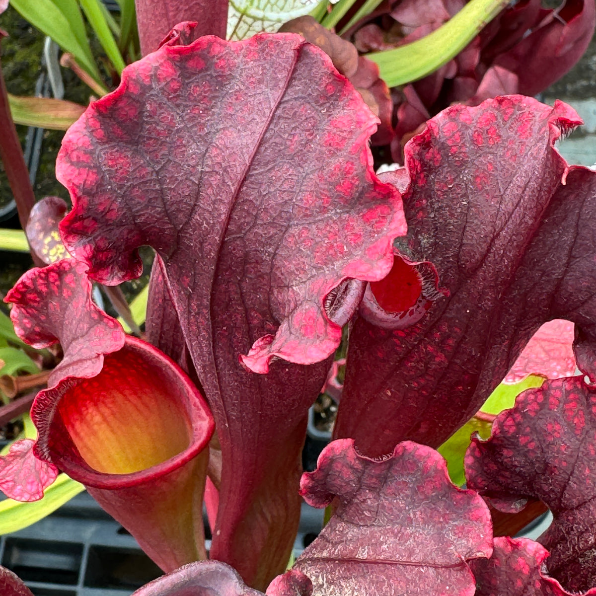 Trumpet Pitcher, Sarracenia 'Sarracenia (64)' by Sarracenia