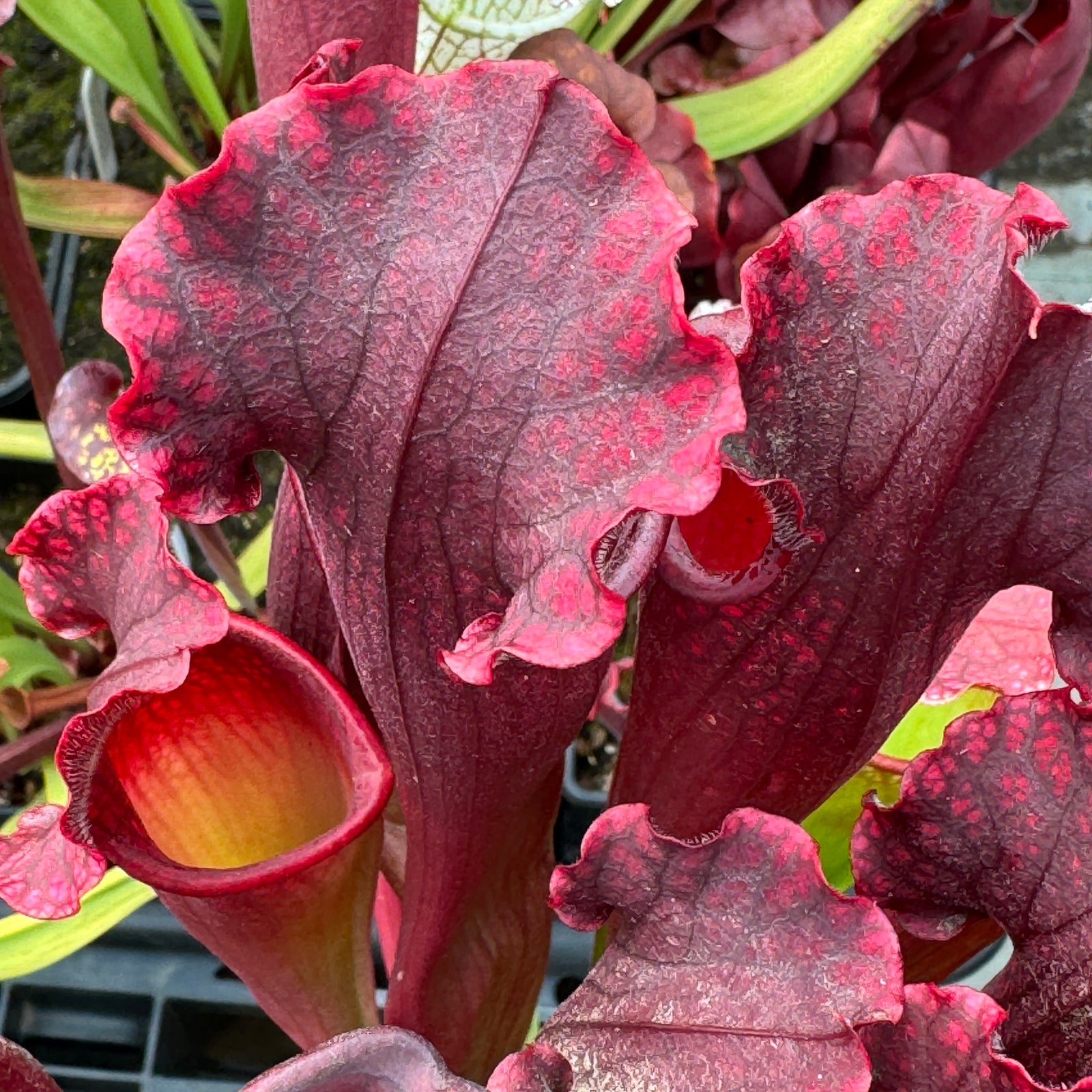 Trumpet Pitcher, Sarracenia 'Sarracenia (64)' by Sarracenia