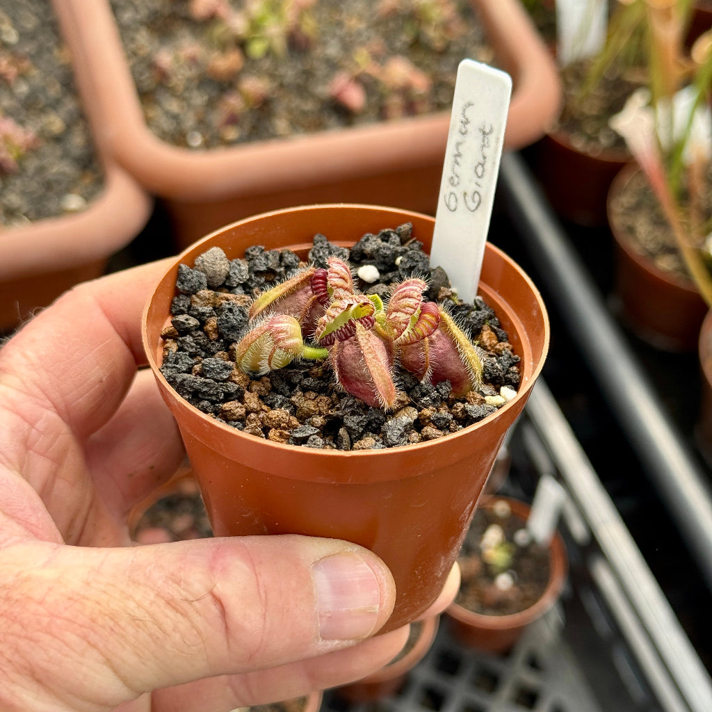 Small potted plant held by a hand with a label, set against a background of more plants.