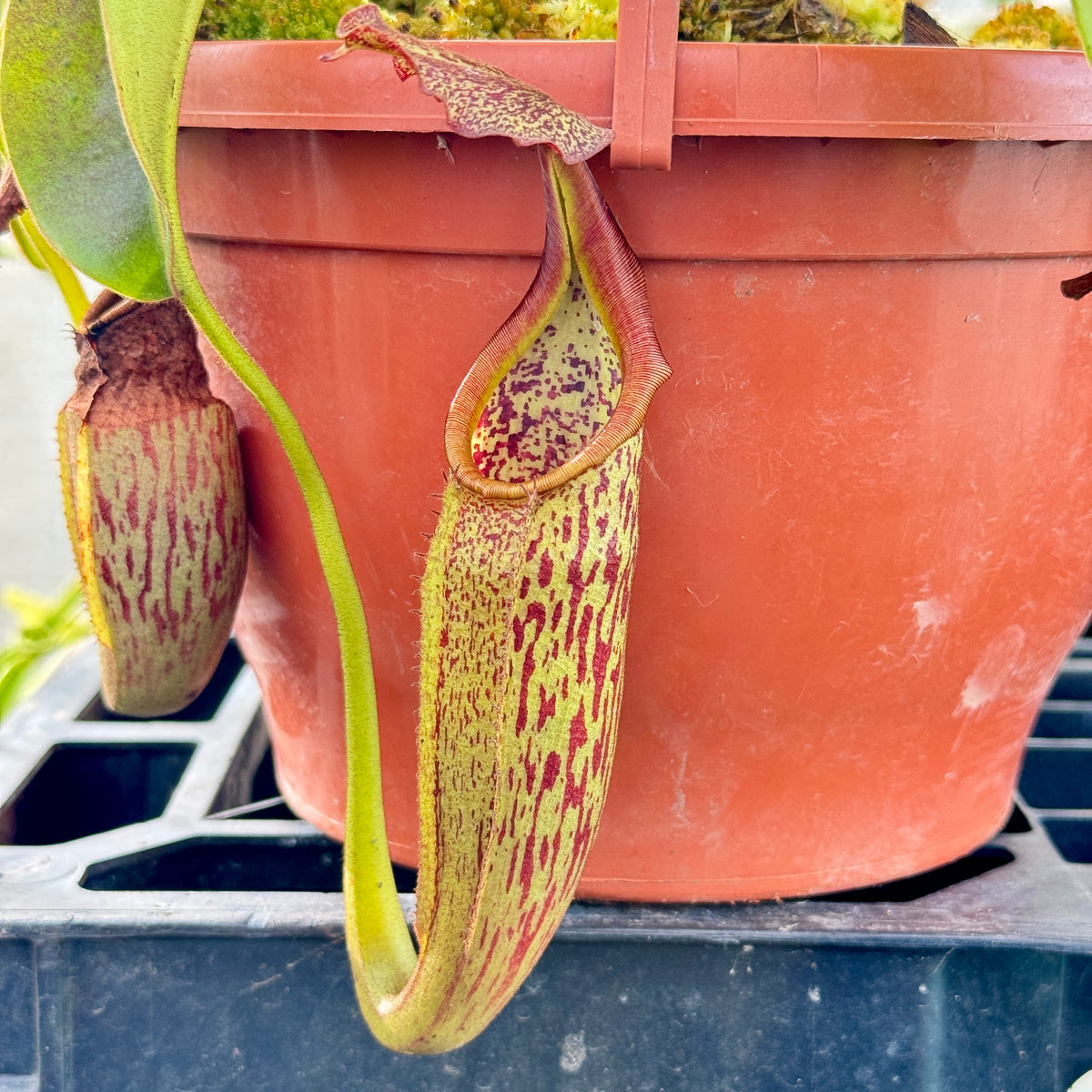Tropical Pitcher, Nepenthes 'eymae,' BE-3736 by Nepenthes