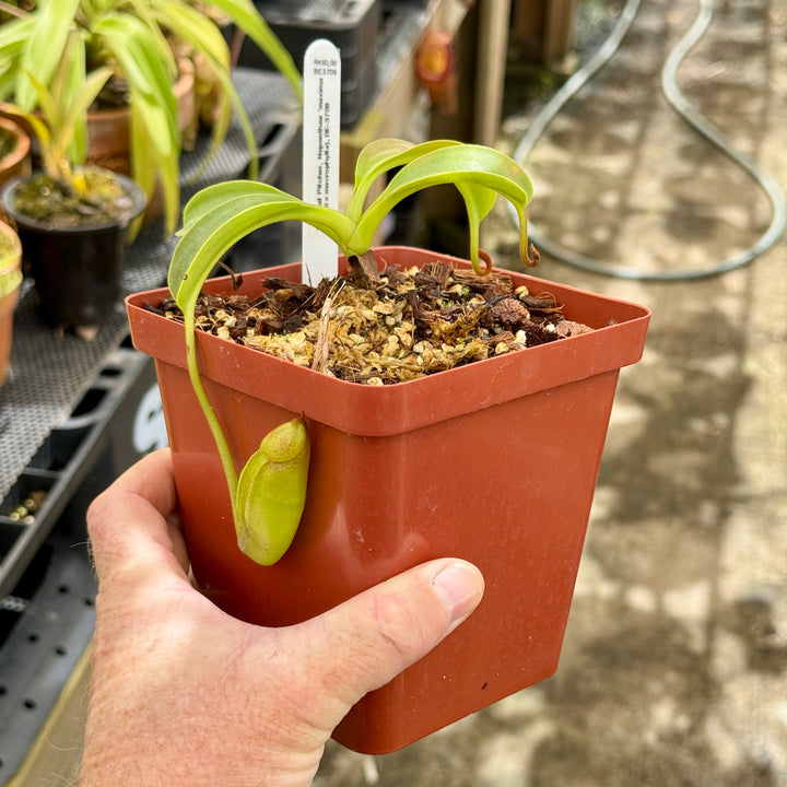 Tropical Pitcher, Nepenthes 'maxima x (lowii x macrophylla), BE-3709 by Nepenthes