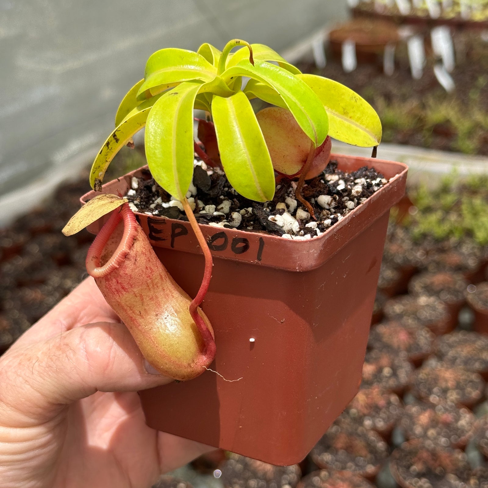 Tropical Pitcher, Nepenthes 'Captain Hook'