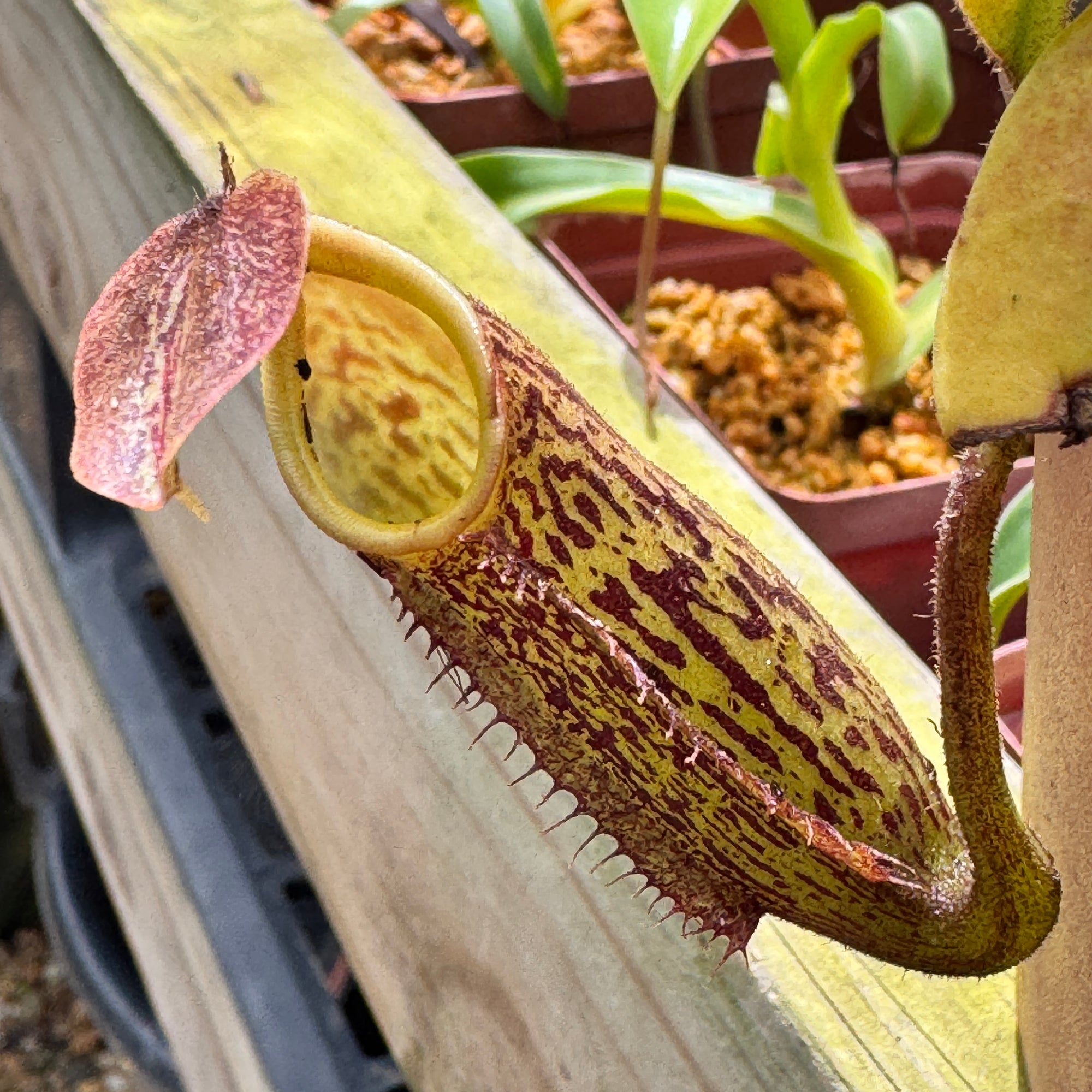 Tropical Pitcher, Nepenthes 'fusca' - Bonsai Tree (Pty) Ltd.