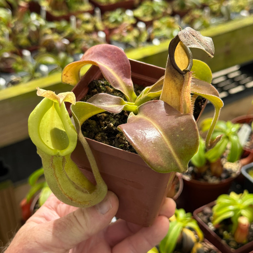 Potted carnivorous plant held in a hand with a blurred greenhouse background
