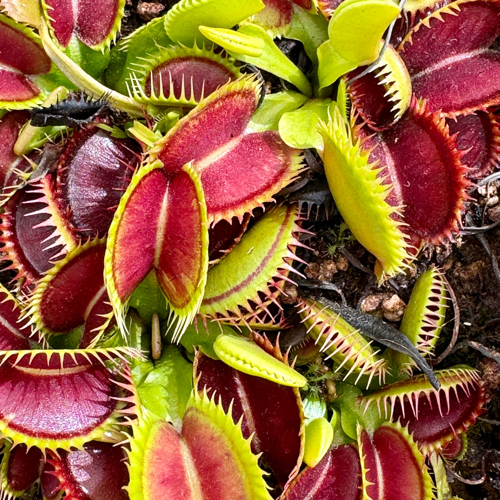 Venus Fly Trap, 'Double face.' Collectible import. -   - Carnivorous Plant