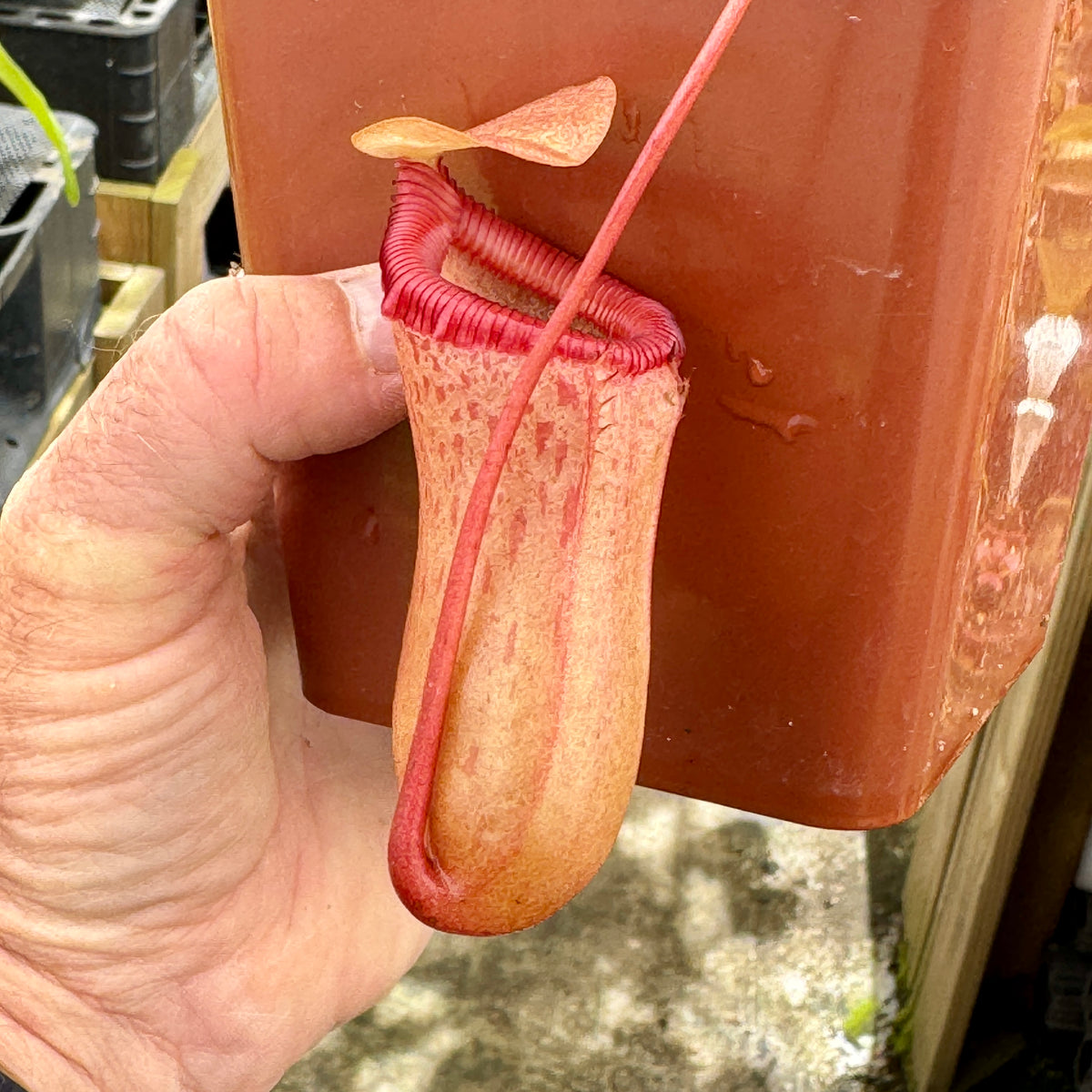 Tropical Pitcher, Nepenthes 'ventricosa x sibuyanensis,' BE-3295 - - Carnivorous Plant