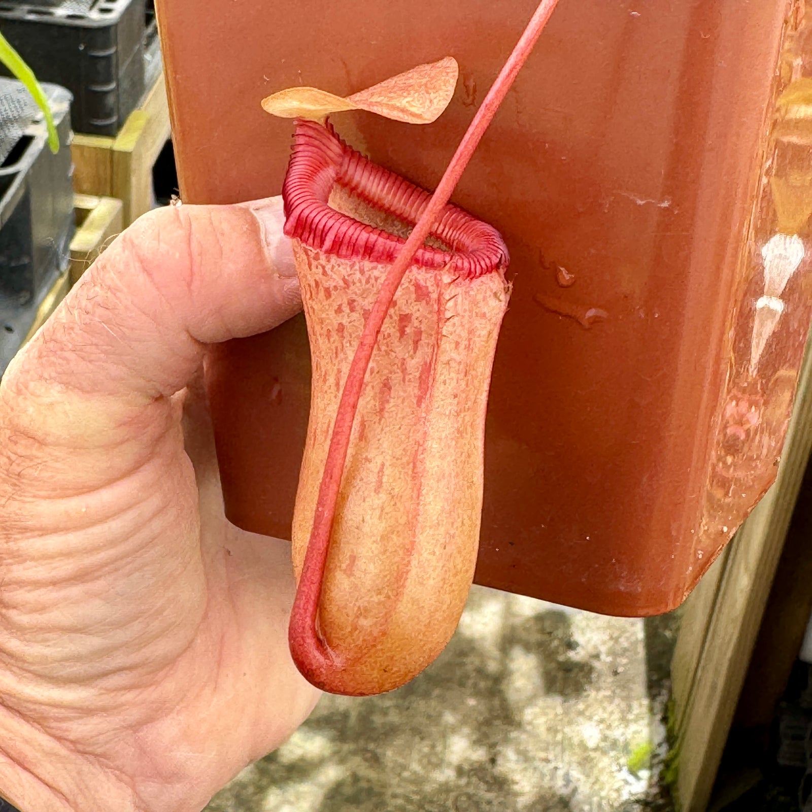 Tropical Pitcher, Nepenthes 'ventricosa x sibuyanensis,' BE-3295 - - Carnivorous Plant