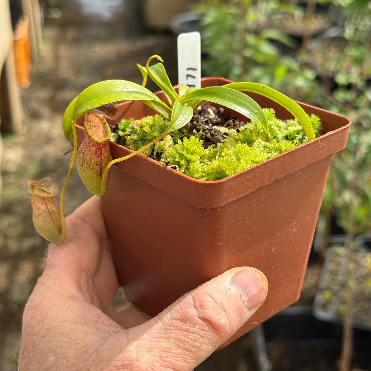Tropical Pitcher, Nepenthes 'eustachya x tenius,' BE-3971 by Nepenthes