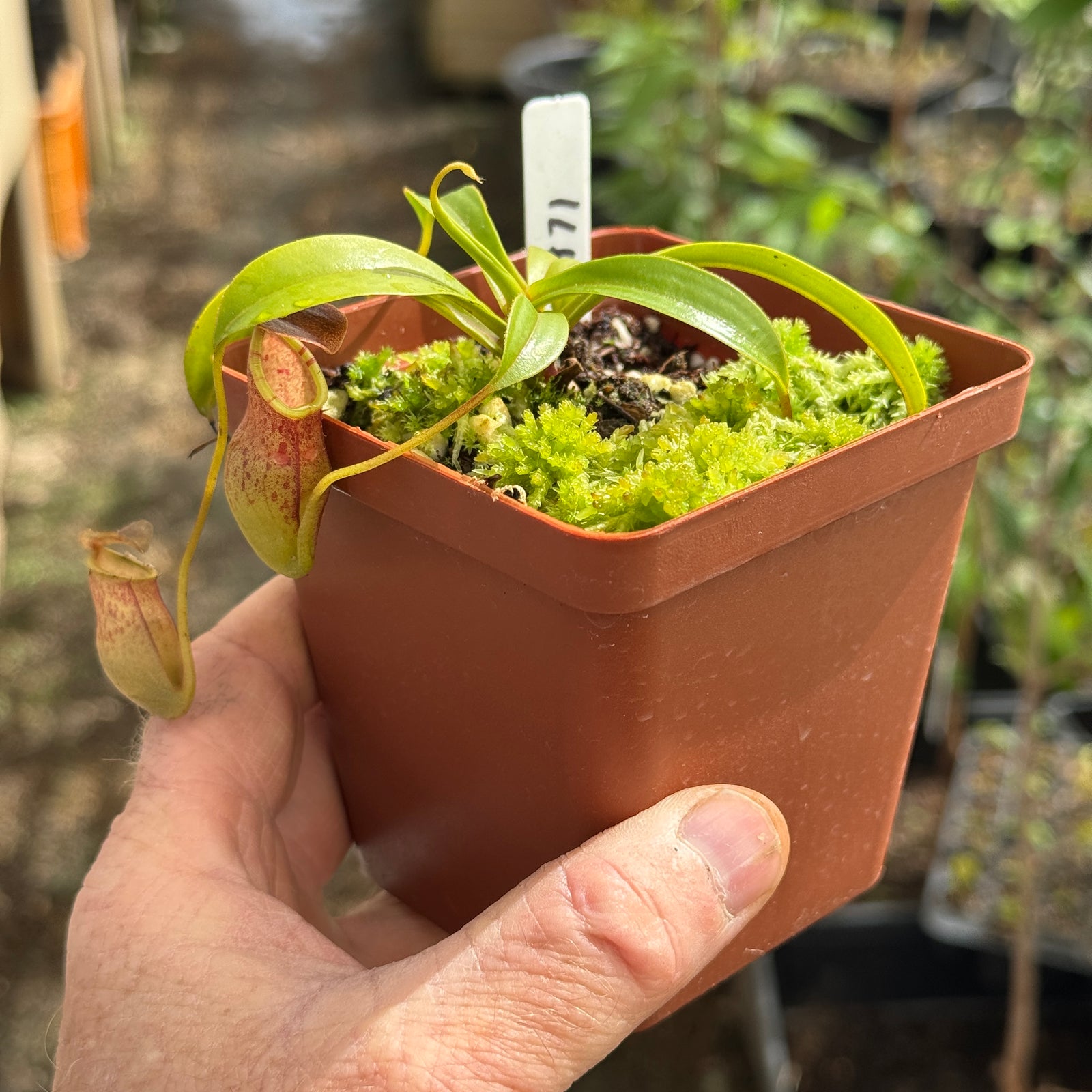 Tropical Pitcher, Nepenthes 'eustachya x tenius,' BE-3971 by Nepenthes