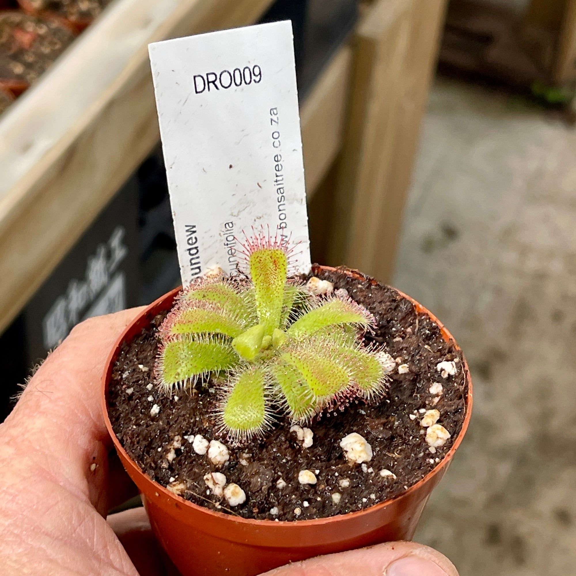 Sundew, Drosera cuneifolia -  Small to Medium plant. 7.5cm plastic container. - Carnivorous Plant