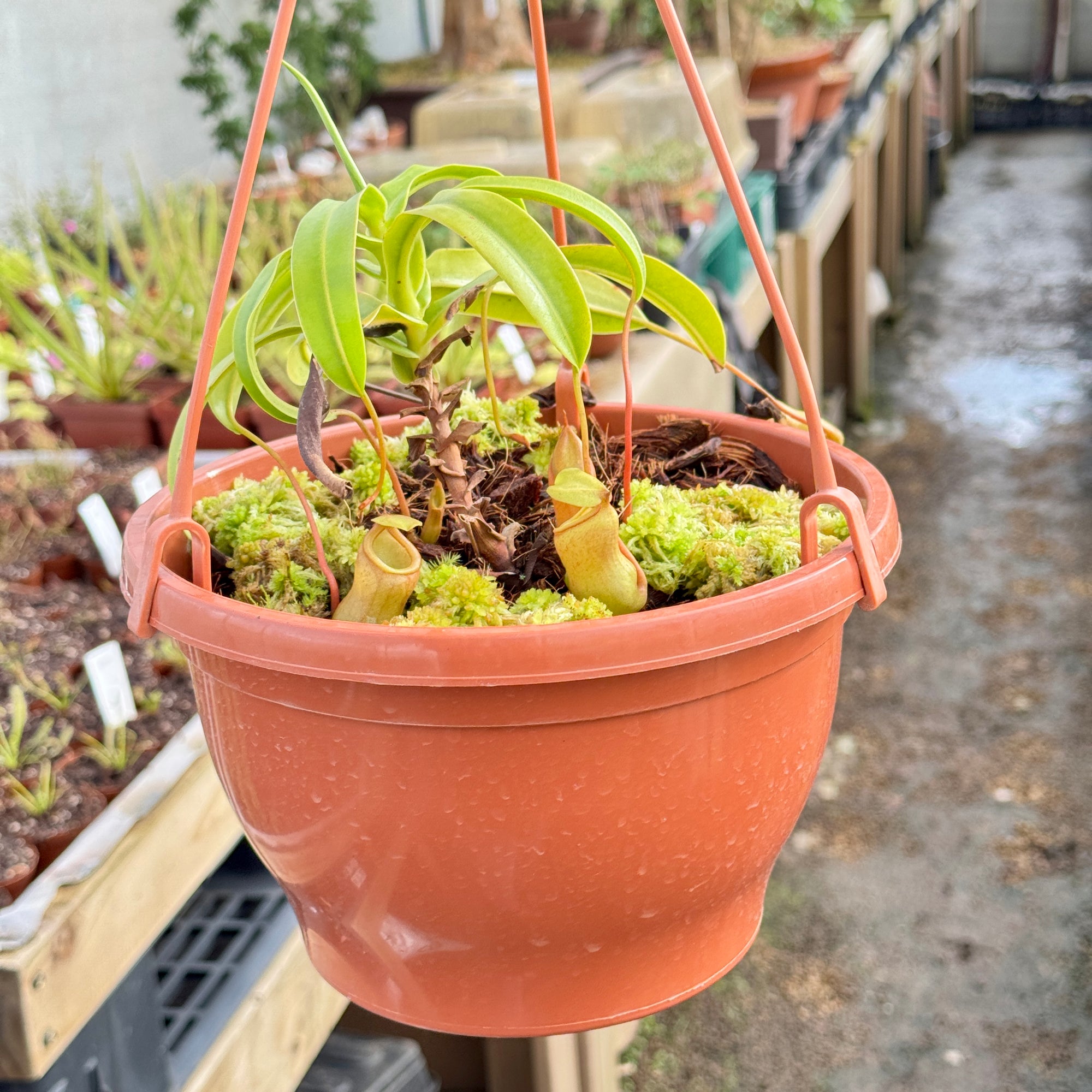 Tropical Pitcher, Nepenthes ventricosa hybrids - Extra Large in Hanging Basket - Carnivorous Plant