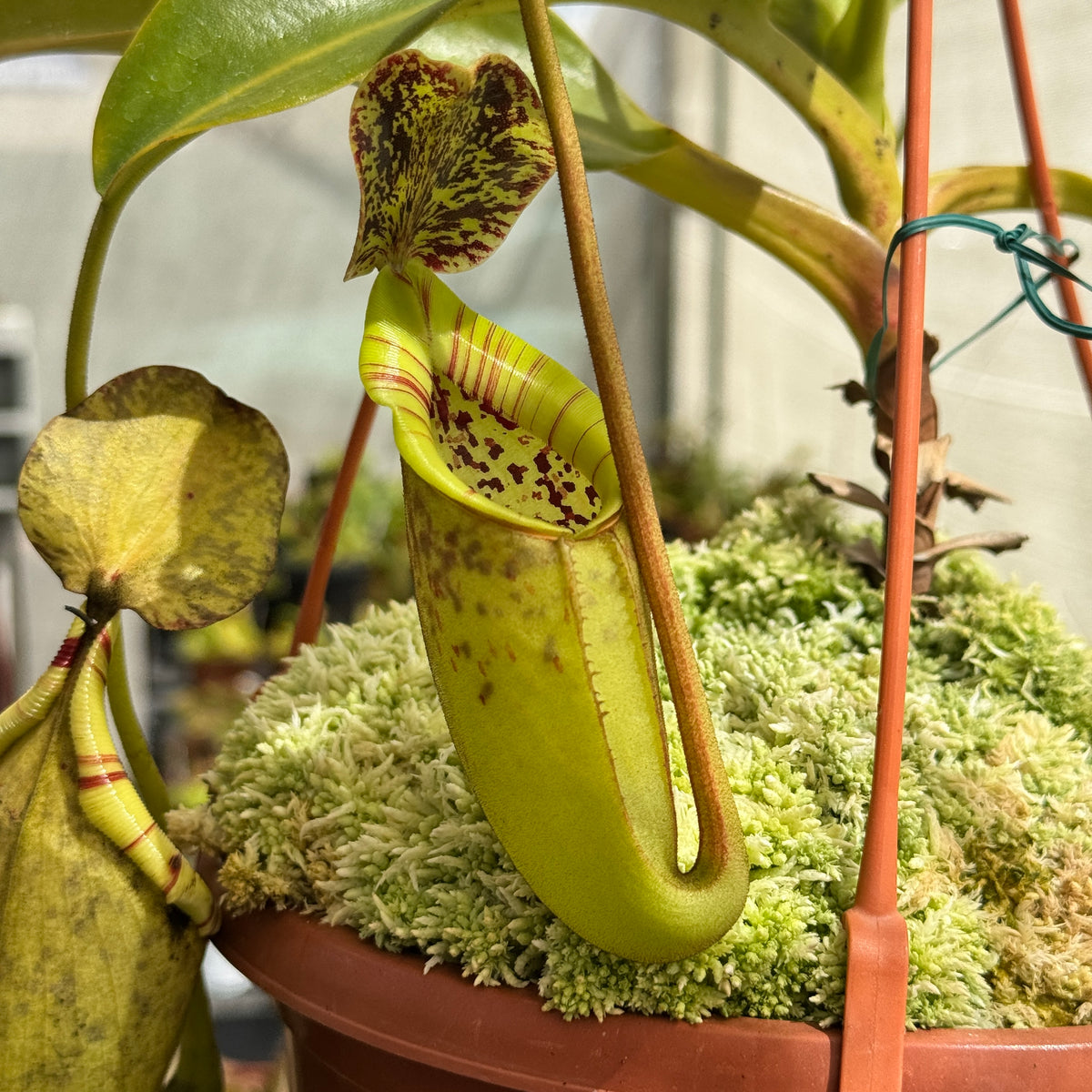 Tropical Pitcher, Nepenthes 'Burbidgeae x Campanulata' by Nepenthes