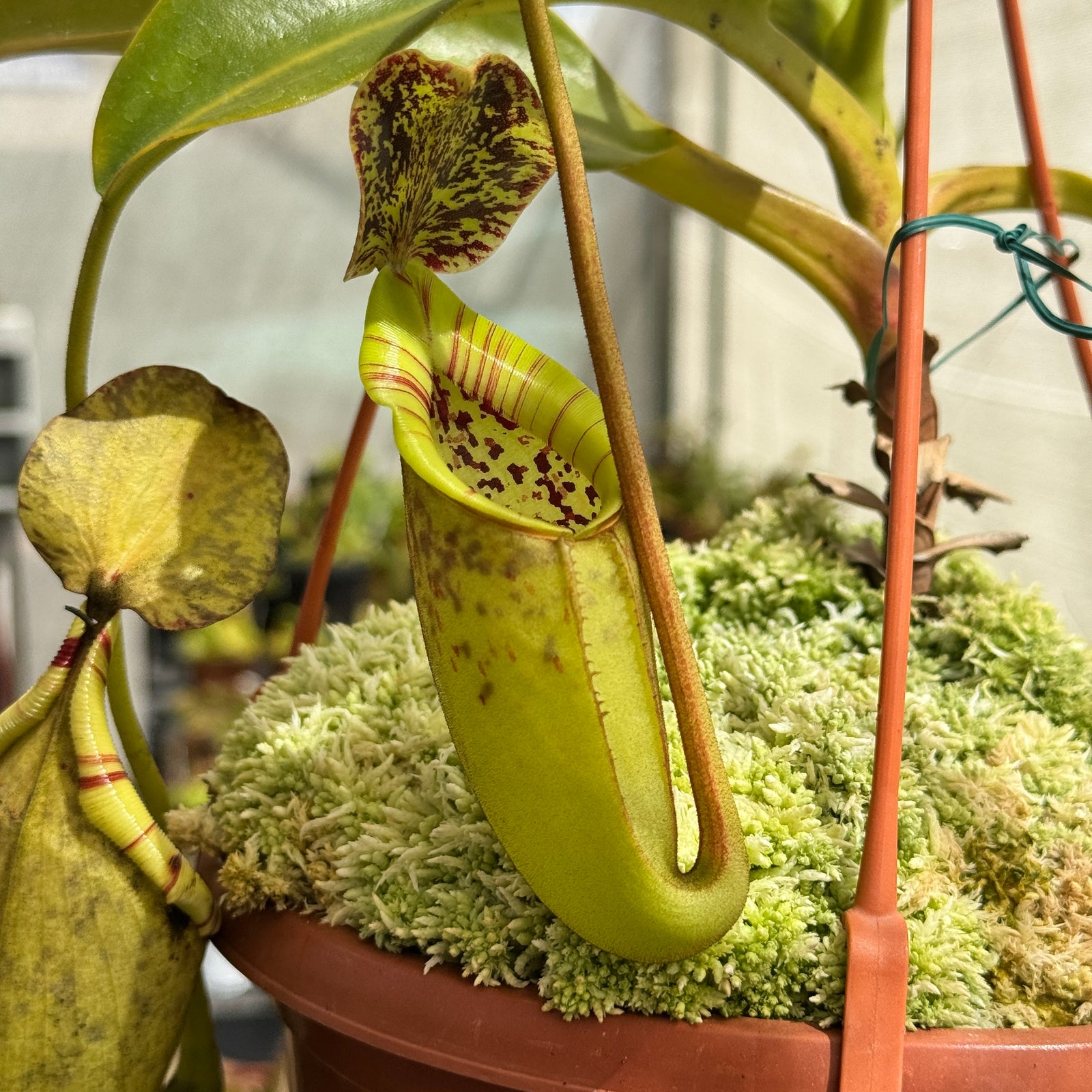 Tropical Pitcher, Nepenthes 'Burbidgeae x Campanulata' by Nepenthes