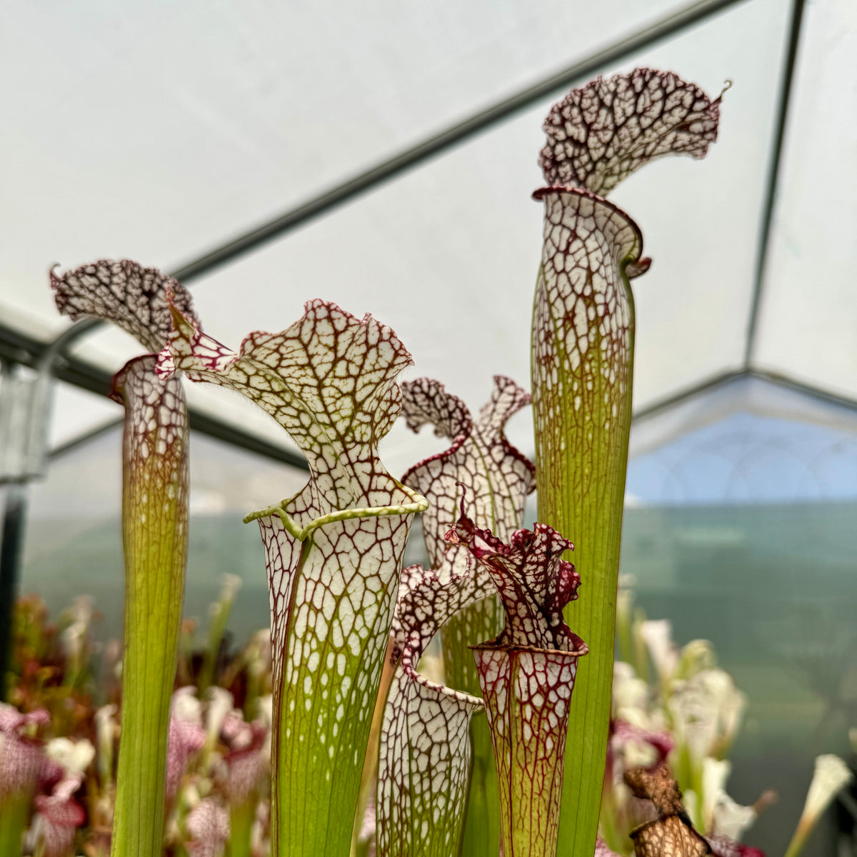 Trumpet Pitcher, Sarracenia 'Sarracenia (106)' by Sarracenia
