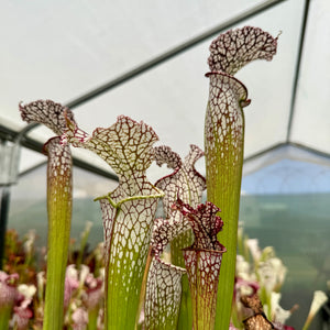 Trumpet Pitcher, Sarracenia 'Sarracenia (106)' -   - Carnivorous Plant