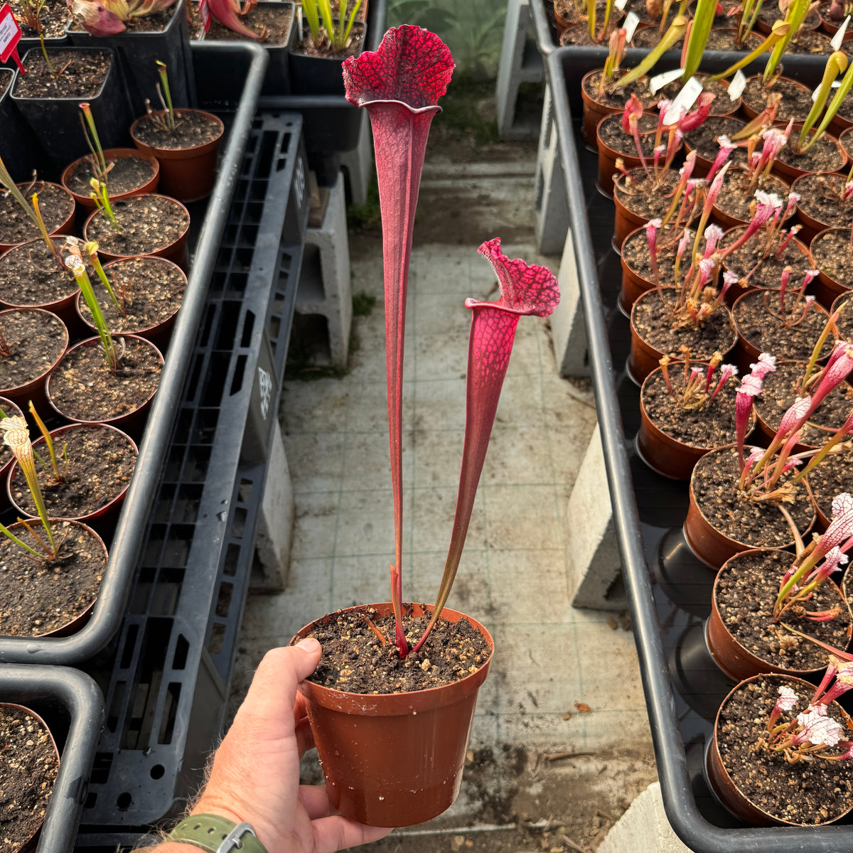 Trumpet Pitcher, Sarracenia 'Thomas' by Sarracenia