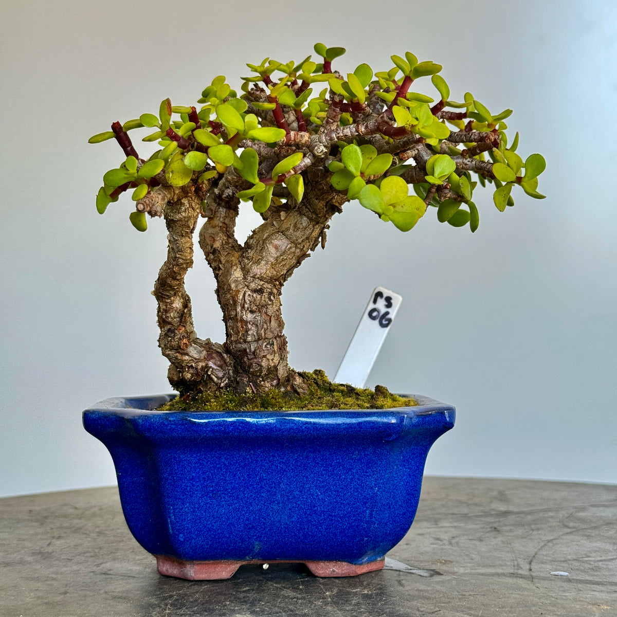 Portulacaria afra "Spekboom" - PS06, 160mm(L) x 140mm(D) x 180mm(H) - Trees