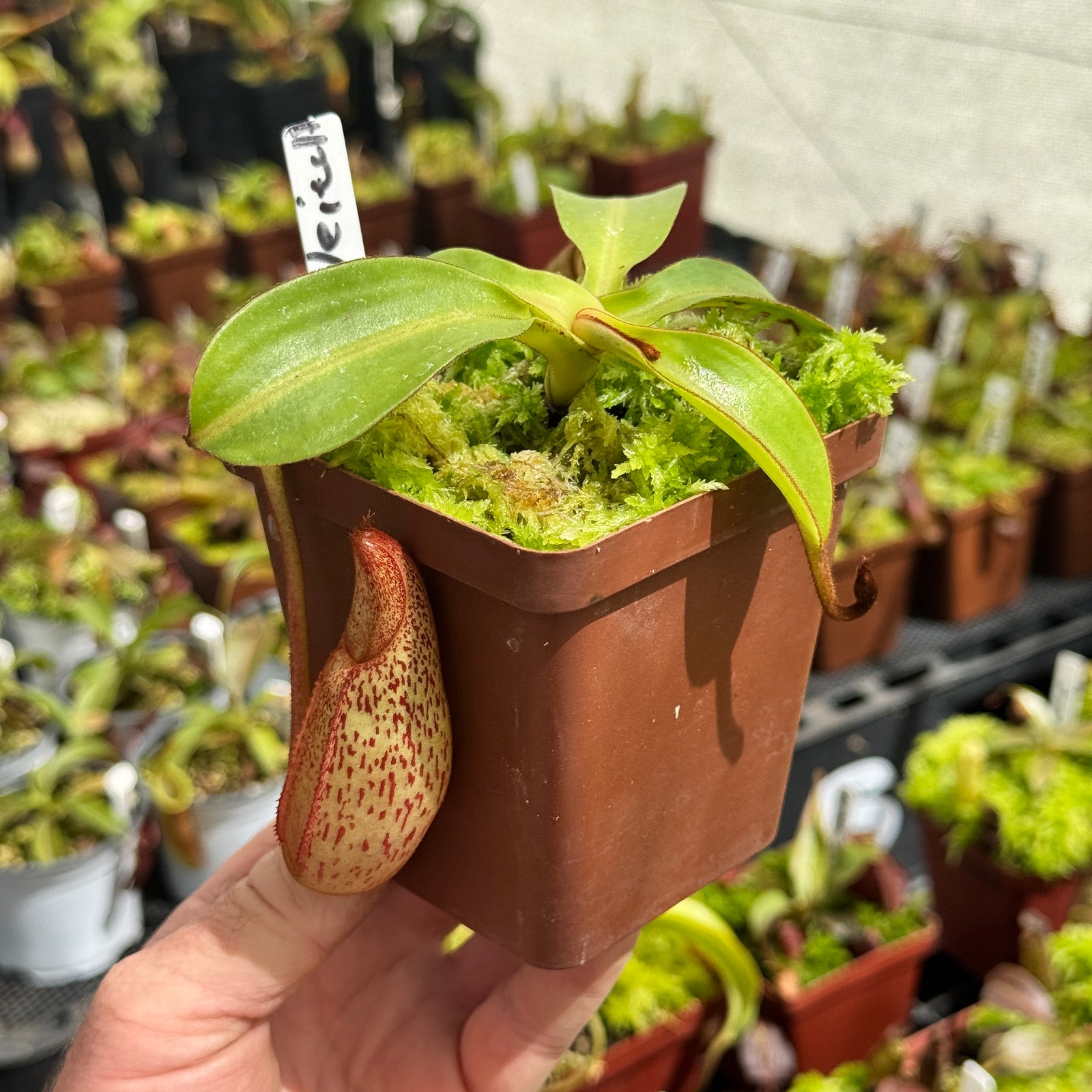 Tropical Pitcher, Nepenthes 'Spectabilis x Veitchii.' by Nepenthes