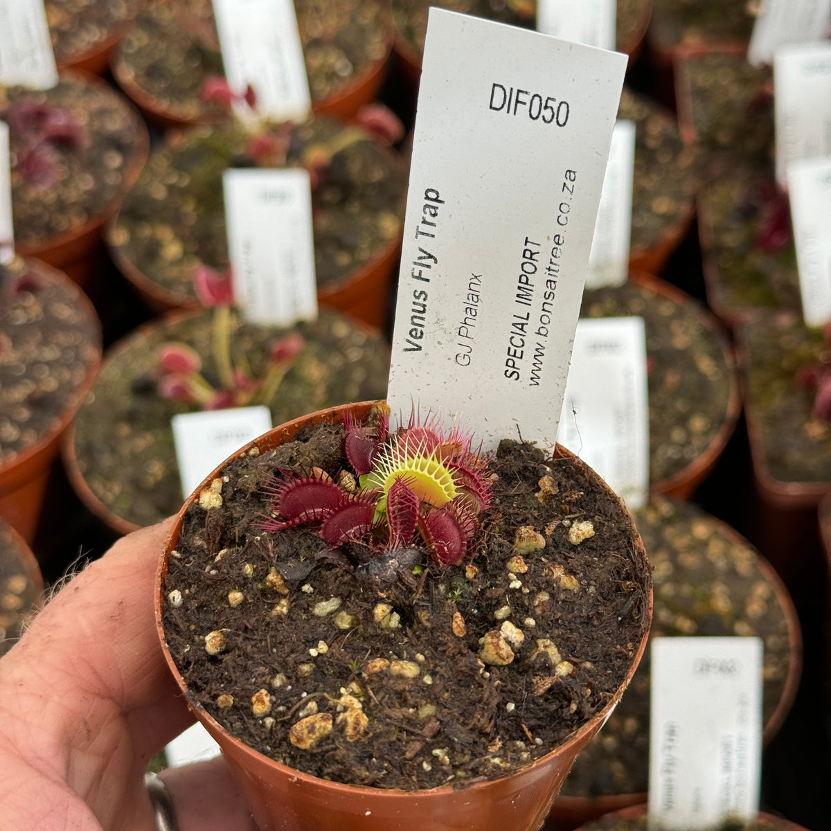 Venus Fly Trap, 'GJ Phalanx.' Special Import. - 2 year old plant. 7.5cm plastic container. - Carnivorous Plant
