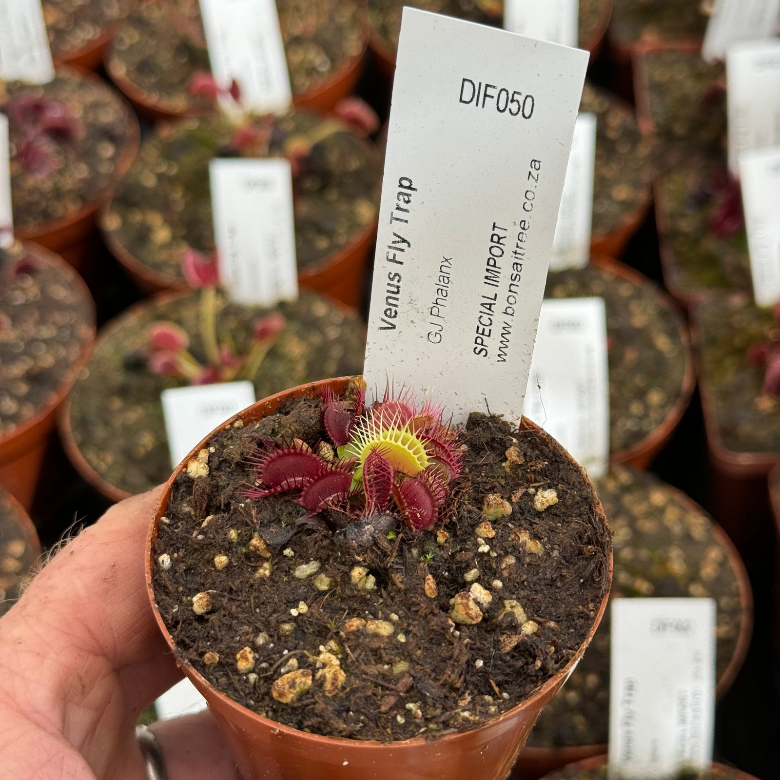 Venus Fly Trap, 'GJ Phalanx.' Special Import. - 2 year old plant. 7.5cm plastic container. - Carnivorous Plant