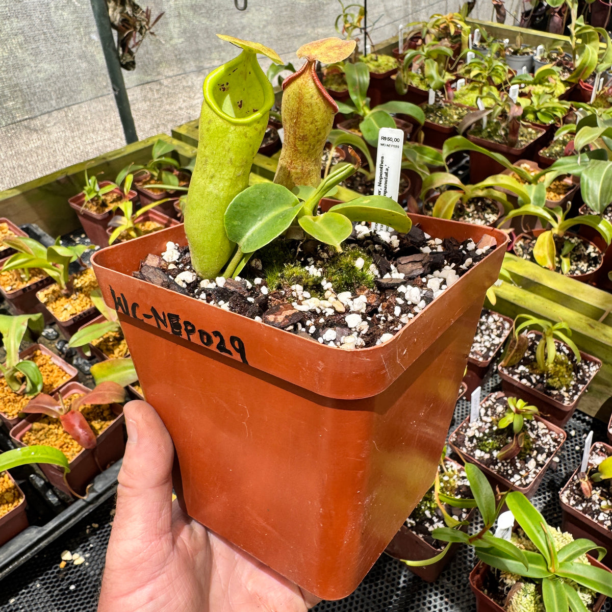 Tropical Pitcher, Nepenthes 'truncata x campanulata,' Exotica Plants. by Nepenthes