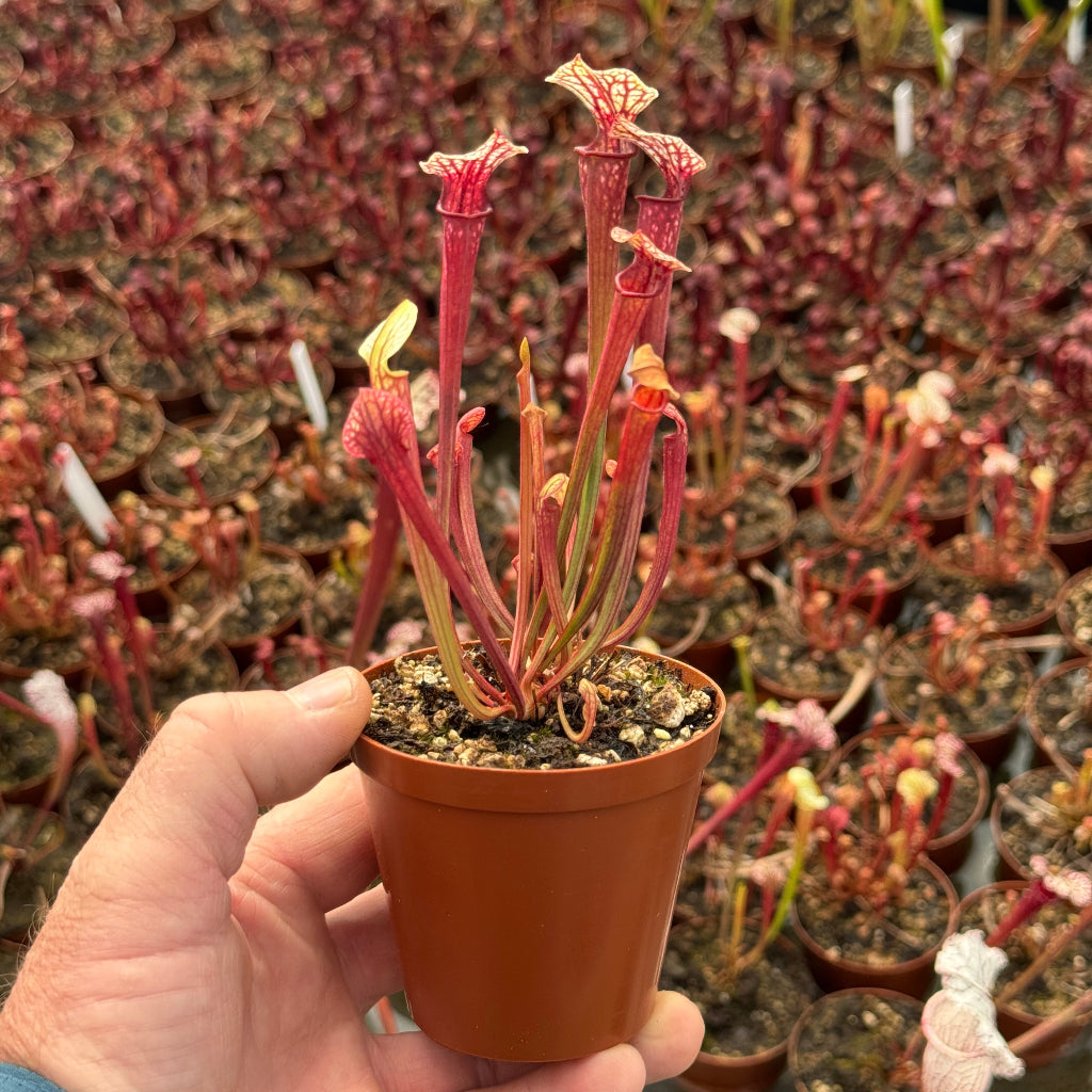Hand holding a small potted plant with red and green leaves against a background of similar plants.