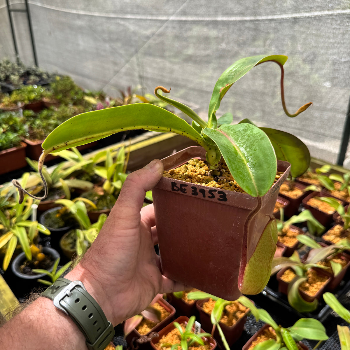 Tropical Pitcher, Nepenthes 'glandulifera x hamata', BE-3953 by Nepenthes