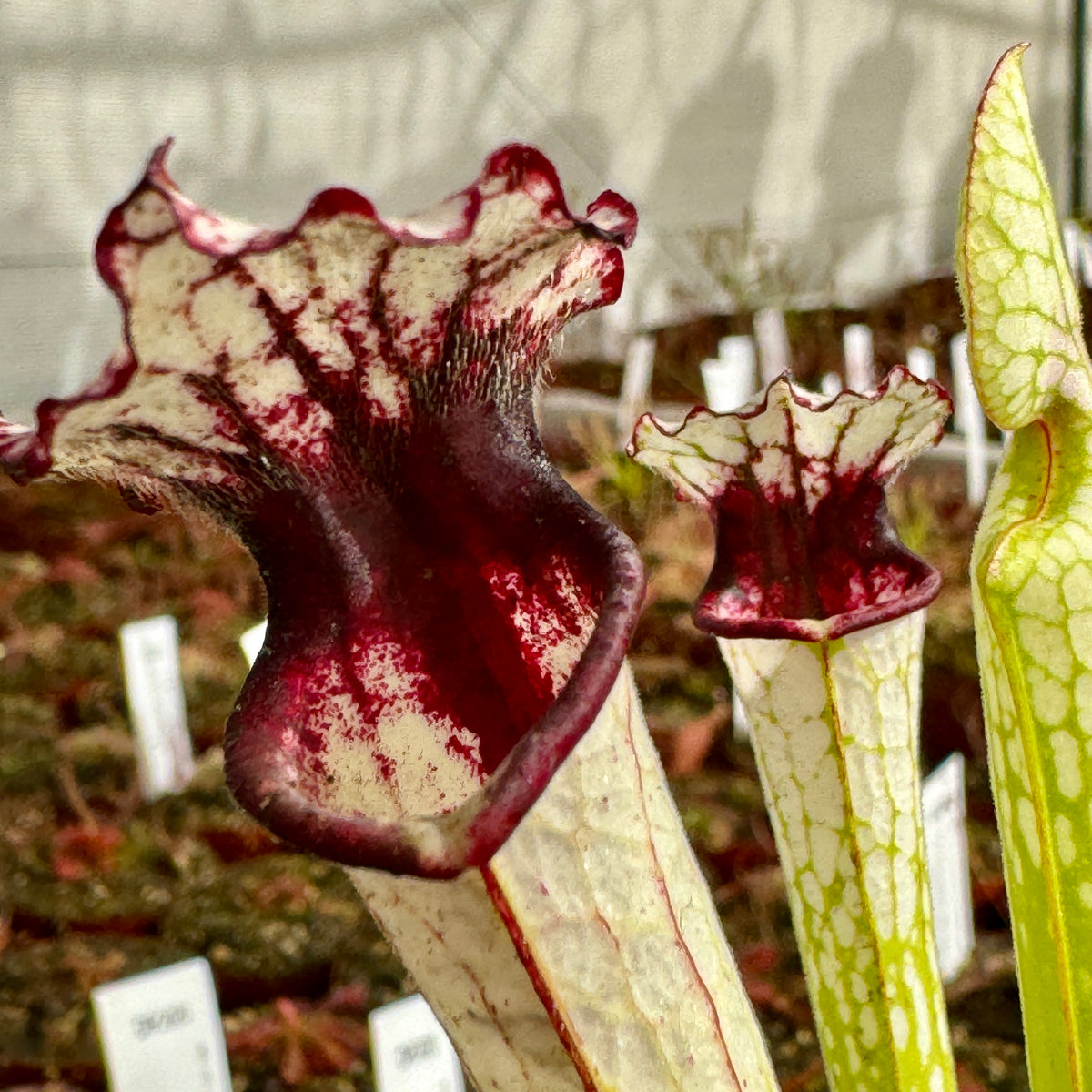 Trumpet Pitcher, Sarracenia 'Painted Black.' Special Import. by Sarracenia